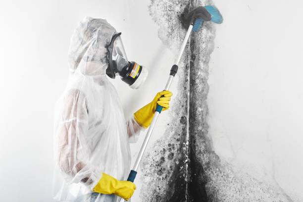 Best Asbestos and Lead Testing During Mold Inspection  in Brandenburg, KY