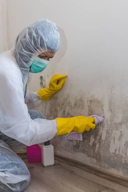 Best Mold Damage Restoration  in Brandenburg, KY