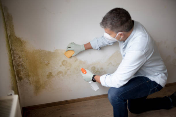 Best Emergency Mold Remediation  in Brandenburg, KY