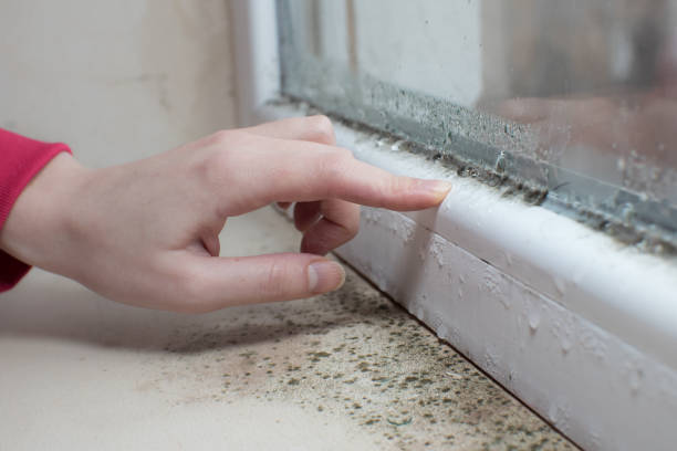 Best Emergency Mold Remediation  in Brandenburg, KY