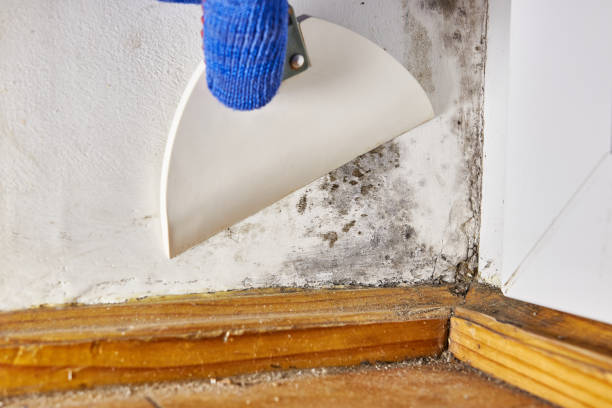 Best Black Mold Removal  in Brandenburg, KY